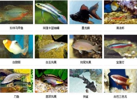 香港風水師收費 觀賞魚的種類